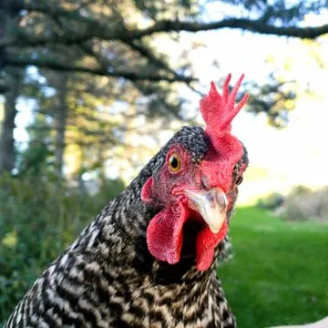 6686体育 App 界面